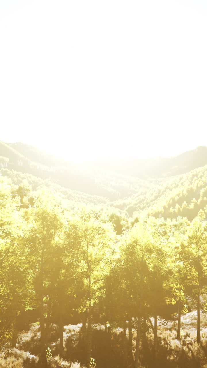 숲 위 의 해가 뜨는 것