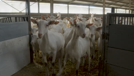 a herd of goats, looking directly into the camera, waiting to get milked