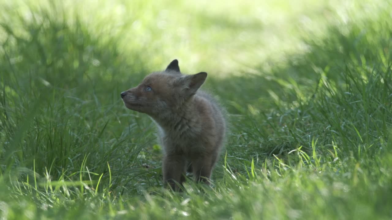 Fox cub looking around and exploring in Norfolk