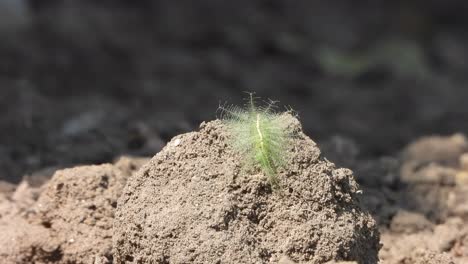 green insect in mud