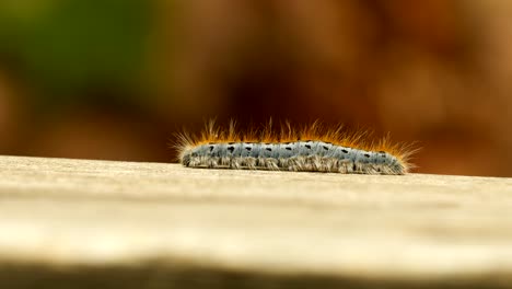 Extreme-Makro-Nahaufnahme-Und-Extreme-Zeitlupe-Einer-Westlichen-Zelt-Raupenmotte,-Die-Auf-Einem-Holzgeländer-Läuft