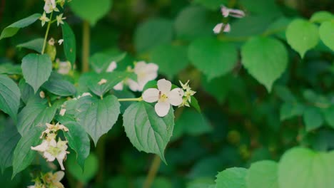 A-wasp-flies-over-a-wild-white-flower