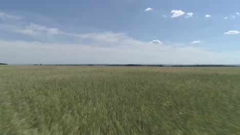 aerial forward at low altitude and high speed over wheat field