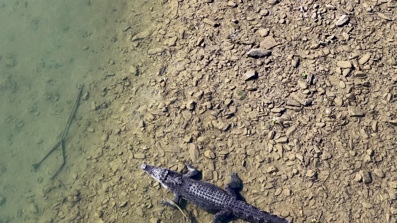 Drone footage captures a saltwater crocodile on a riverbank in Port Douglas, showcasing its natural habitat and behavior