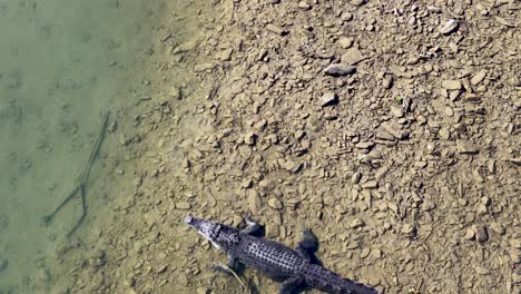 drone footage captures a saltwater crocodile on a riverbank in port douglas, showcasing its natural habitat and behavior