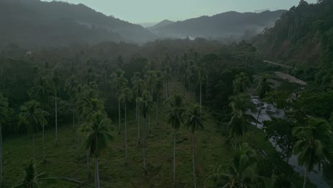 Palm-trees-by-stream-in-green-misty-Philippines-landscape,-aerial-moving-forward