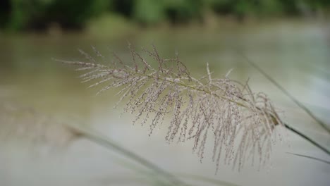 秋天的花在河岸上開花