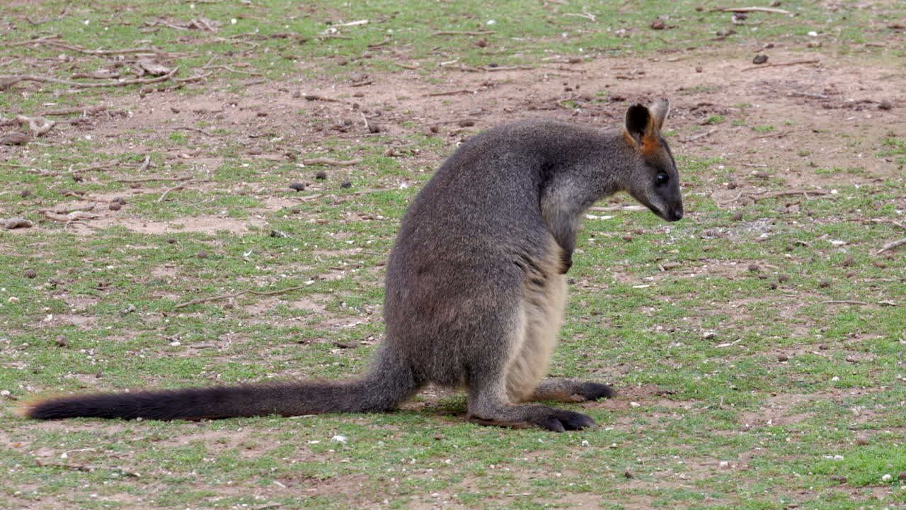 wallaby sentado y rascándose en la hierba