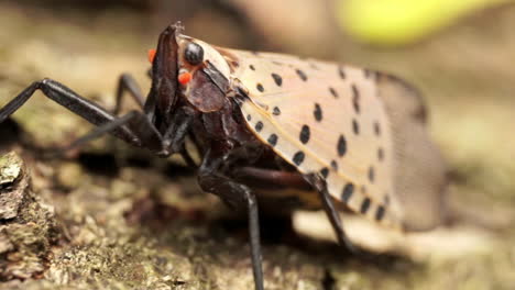 Tiro-Macro-De-Seguimiento-De-La-Mosca-Linterna-Manchada