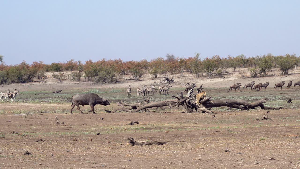 아프리카 사자 슬로우모션