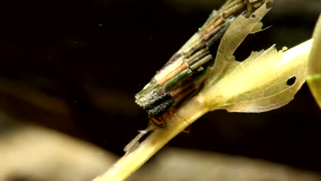 a caddisfly larva chewing on an old plant stem in a wetland, close view