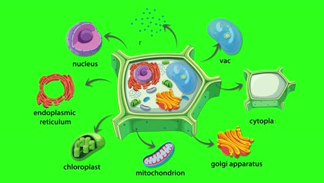 animation illustrating plant cell components with labels and dynamic transitions on a green background