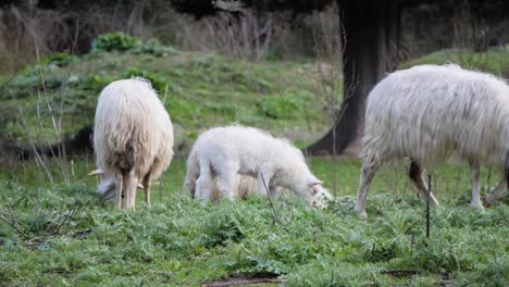 Mother-sheep-and-lambs-grazing-outside-together-in-Sardinia,-Italy