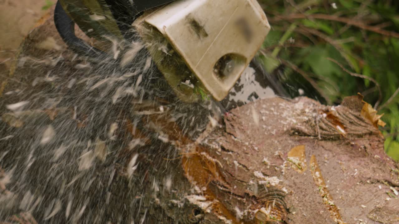 древесные осколки из пиломашины, летящие от бензопилы в медленном движении, когда она режет большой бревно дерева после вырубки