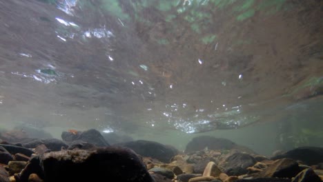 el parque nacional kaeng krachan es el hogar de muchos animales salvajes fantásticos y los arroyos son una fuente de vida de agua dulce para que los animales beban y los peces naden.