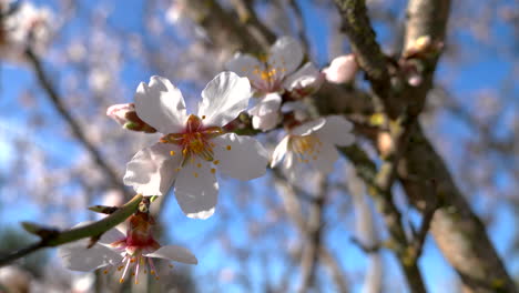 blooming almond tree on a sunny day