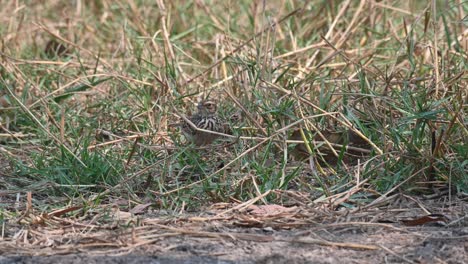 Seen-foraging-in-between-grass-during-a-hot-summer-day,-Indochinese-Bush-Lark-Mirafra-erythrocephala,-Thailand