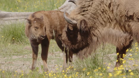 European-bison-calf-gets-nuzzled-by-loving-mom,-closeup-view