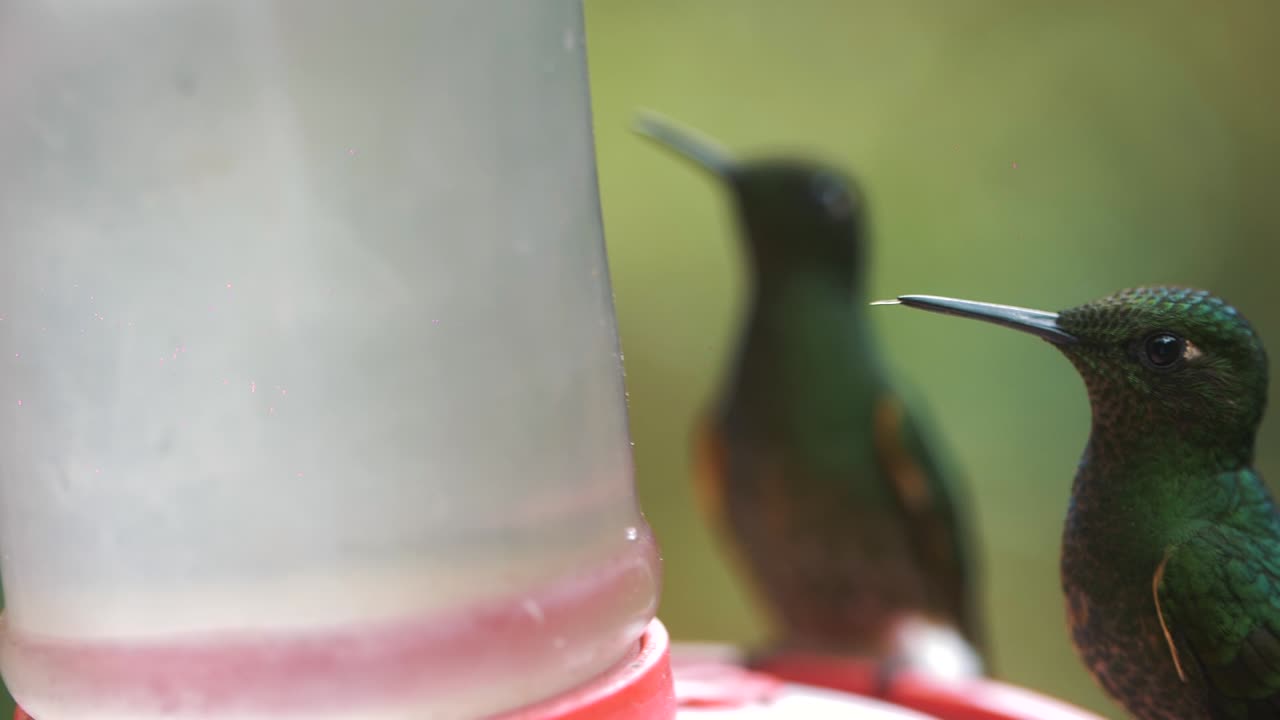 primer plano de dos colibríes bebiendo azúcar de un alimentador en américa del sur