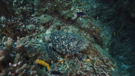 cozumel.reef and turtle. mexico. underwater video