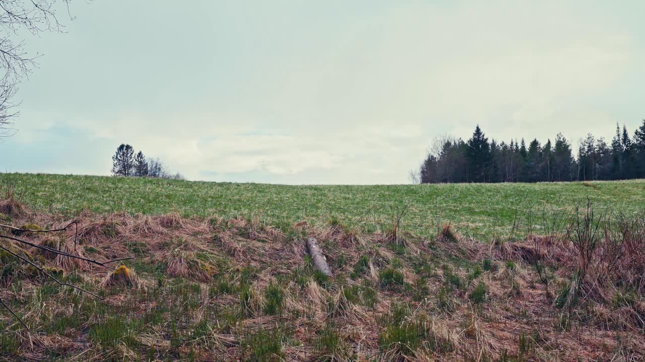 Timelapse Of Man Carrying Tree Trunk For Firewood