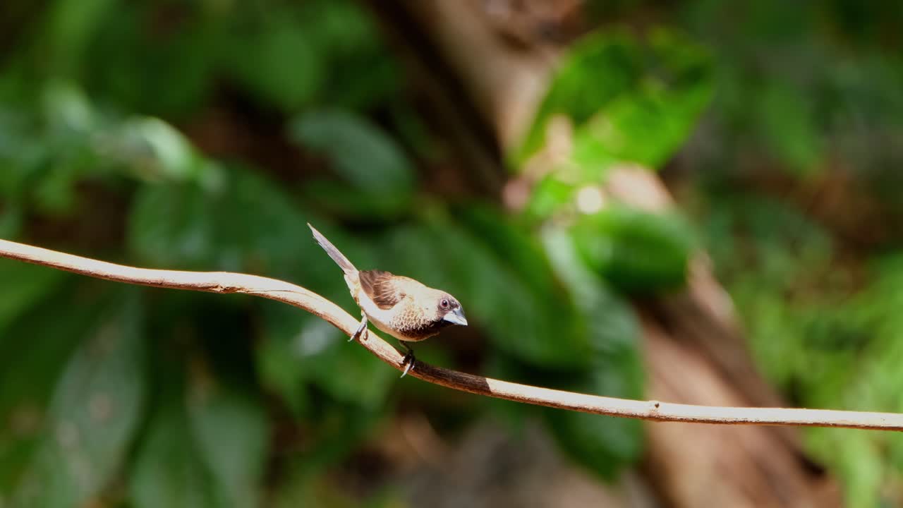 luz del sol brillante de la tarde mientras se ve este pájaro en una vid mirando y moviéndose alrededor, munia de pecho escamoso o munia manchura punctulata, tailandia