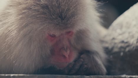 close up on japanese macaque head