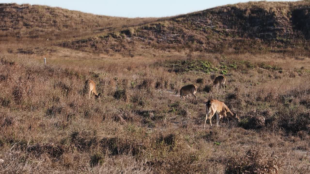 텍사스 남부의 노스 파드레 섬 국립해안의 모래 언덕에 있는 키 큰 풀밭에서 풀을 뜯고 있는 5마리의 흰 꼬리 사슴의 작은 무리