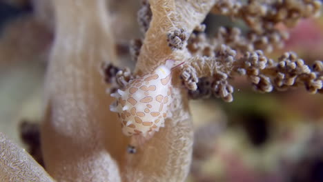 Un-Primer-Plano-Del-Pequeño-Caracol-De-Mar-Margarita-Huevo-Cauri