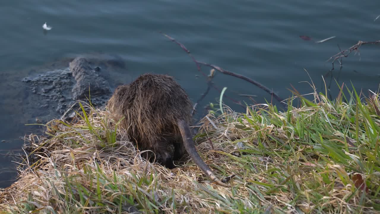 el coypu se alimenta y explora el hábitat de la orilla del río