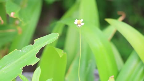 small white flower gently swaying in green foliage