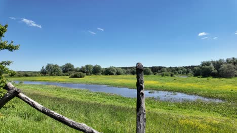 green, wild meadow with a small lake, picturesque garden