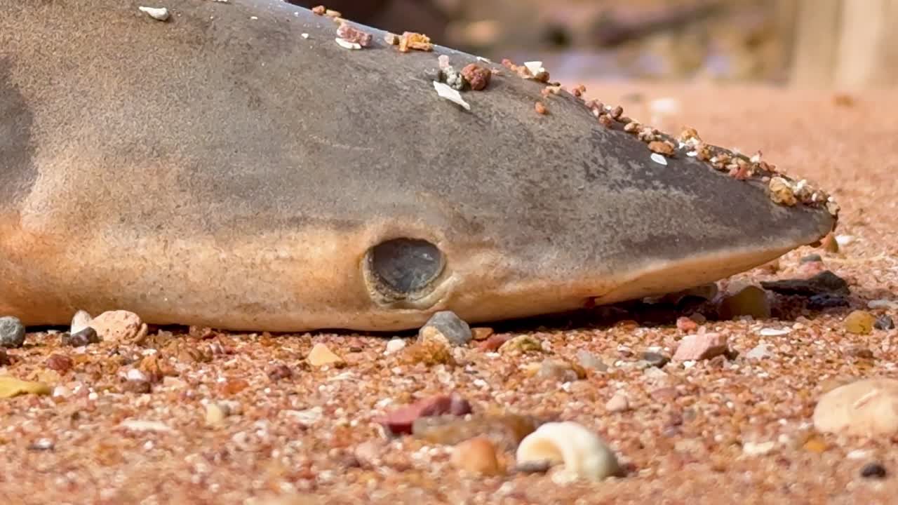 A dead marine animal lies on a South Australian beach, a stark visual of the devastating algal bloom's impact on ocean life. Perfect for environmental and climate change projects