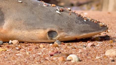 a dead marine animal lies on a south australian beach, a stark visual of the devastating algal bloom's impact on ocean life. perfect for environmental and climate change projects