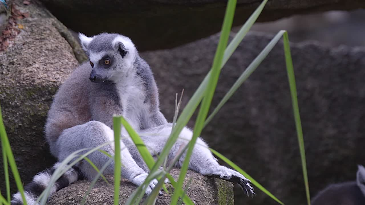 кольцехвостый лемур сидит на камне и смотрит по сторонам в окружении леса
