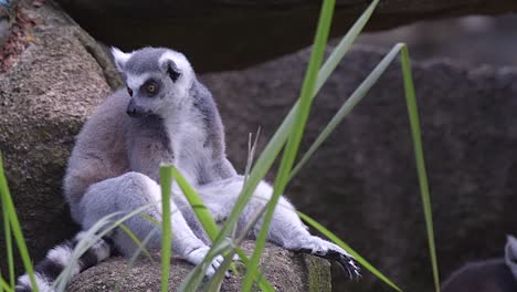 a ring tail lemur is sitting on a rock looking around in a forest environment