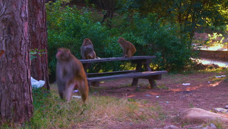 monkeys in the park which have big trees, eating waste pieces of bread from the bench dropped by the people, there are some polythene bags on the ground