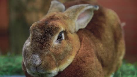 Braunes-Kaninchen-Sitzt-Auf-Dem-Gras---Nahaufnahme