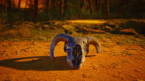 a ram skull in the desert