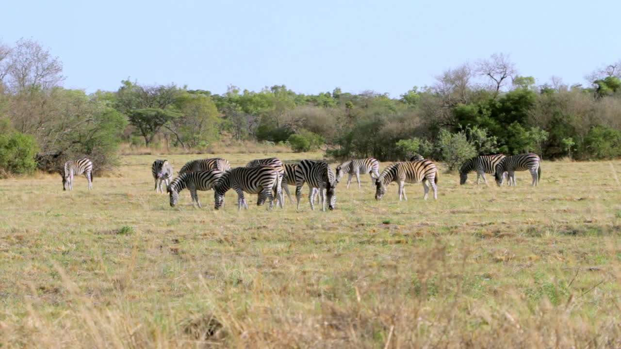 Group of zebras eating grass on a plain in South Africa. The zebras have the distinct brown or so called shadow stripes.