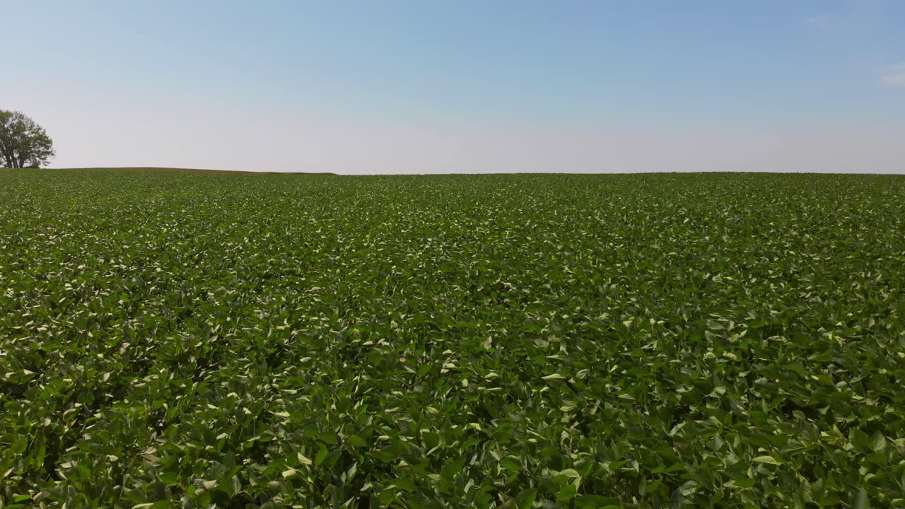Aerial slow dolly-in over expansive North Dakota soybean field with lone tree on horizon