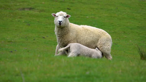 Sheep-family-with-baby-resting-on-green-grass-field-during-baby-drinking-from-udder,close-up