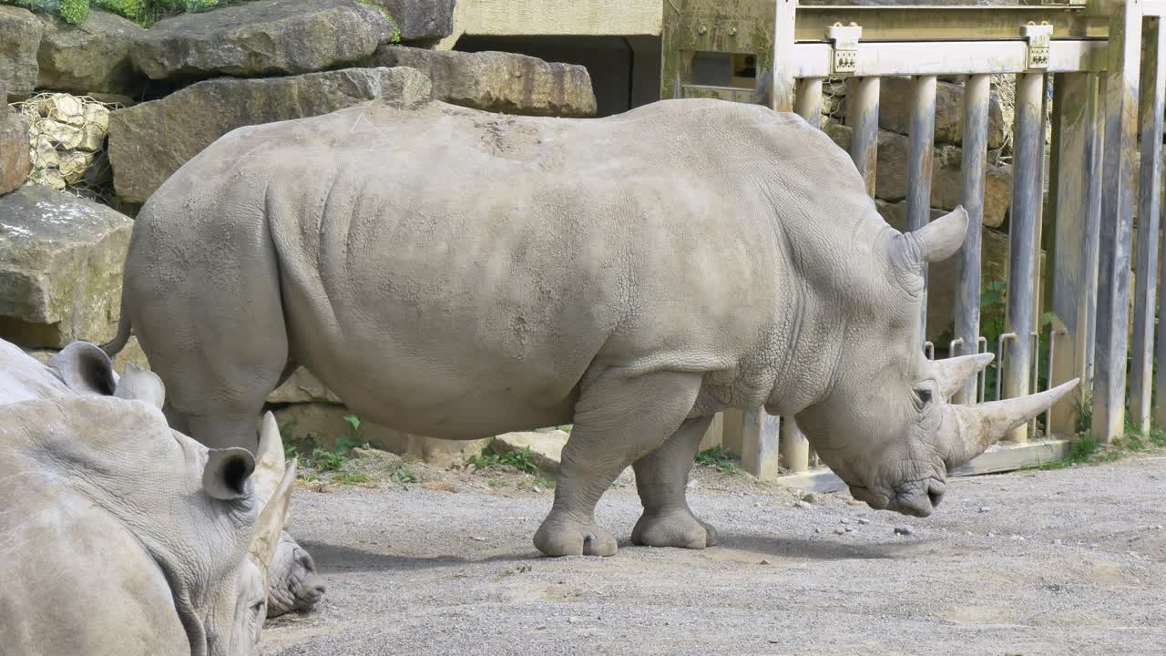 남부  ⁇  코 ⁇ 소 는 동물원 주변 을 돌아다니며 머리 를 내려다본다