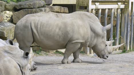 southern white rhinoceros backs up and lowers head looking around enclosure of zoo