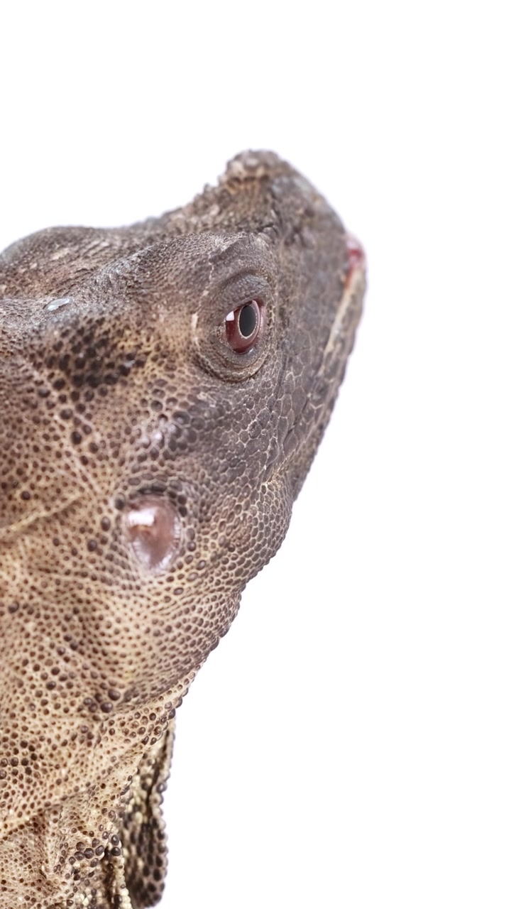 Una lucertola Hydrosaurus Amboinensis è mostrata in primo piano su uno sfondo bianco con illuminazione da studio uniforme.