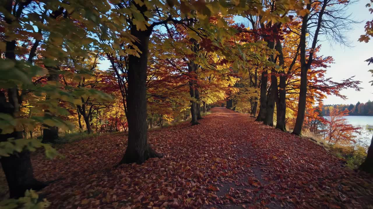 A serene autumn forest path covered in leaves, captured from a low-angle perspective