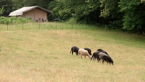 Hand-held-shot-of-domestic-sheep-grazing-together-in-a-herd