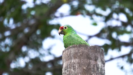 A-cute-Red-lored-amazon-bird-,-resting-on-top-of-a-cut-down-tree