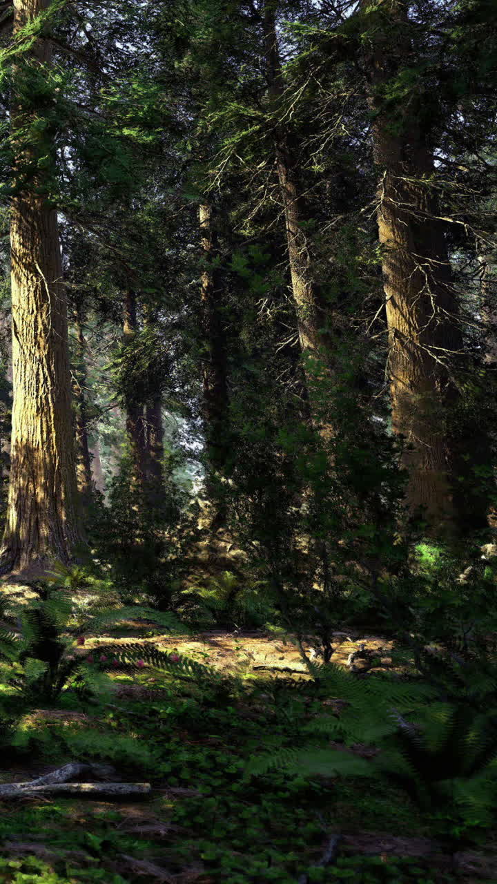 Luce solare che filtra tra gli alberi in una foresta durante il giorno