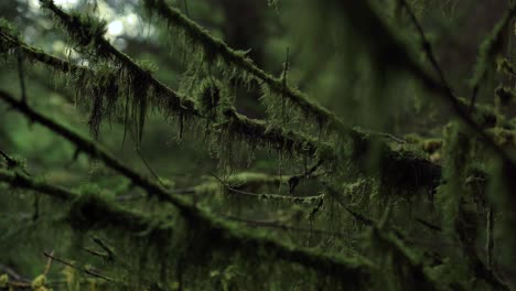 Moss-Coating-the-Branch-of-a-Tree-in-a-Pine-Forest